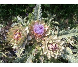 Artisjok - Green Globe - BIODYNAMISCH