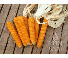 Popcornmaïs - Kremgolyo - BIO