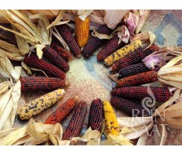 Siermaïs - Karibik - BIO - 50% korting wegens verminderde kiemkracht