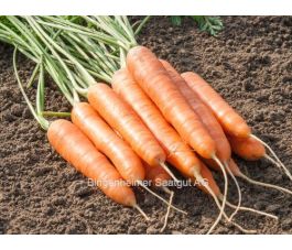 Wortel - Dolciva - BIO