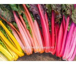 Warmoes - Rainbow - BIODYNAMISCH