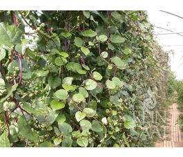 Klimspinazie/Malabarspinazie - rood - BIO