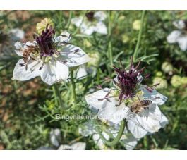 Nigella papillosa - Juffertje in 't Groen 'African Bride' - BIODYNAMISCH
