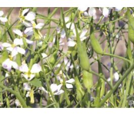 Bladrammenas 40g - BIO