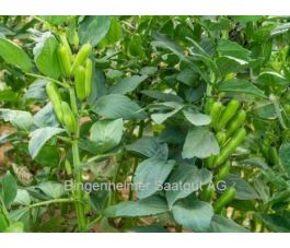 Veldboon - 280g - BIO