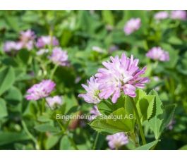 Perzische klaver 40g - BIO