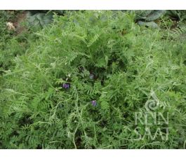 Winterwikke (bonte wikke) Vicia villosa 10kg Bingenheimer Saatgut*