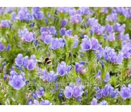 Echium plantagineum - Slangenkruid - BIODYNAMISCH