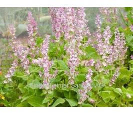 Salvia sclarea - Scharlei (Muskaatsalie) - BIODYNAMISCH