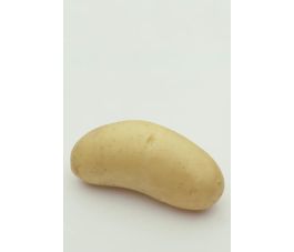 Pootaardappelen - Annabelle - maat A 28/30 -1kg - BIO