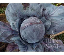 Rode kool - Tête noir 3 - BIODYNAMISCH