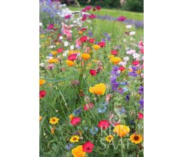 Zomerbloemenmix - Feeënweide - BIO