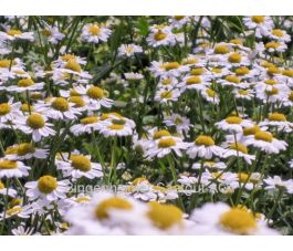 Tanacetum parthenium - Moederkruid - BIODYNAMISCH