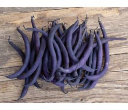 Stamslaboon (struikboon) - Purple Teepee - BIO