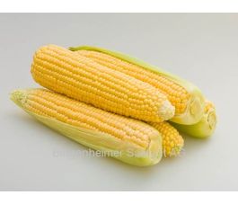 Suikermaïs - Damaun (AS) (vroeg) - BIODYNAMISCH