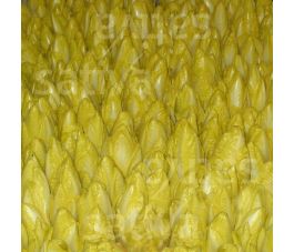 Witloof - Etardo - BIODYNAMISCH