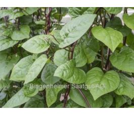 Spinazie - Malabarspinazie - BIODYNAMISCH