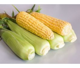 Suikermaïs - Sugrano - BIODYNAMISCH