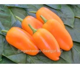 Paprika - Flynn - BIODYNAMISCH