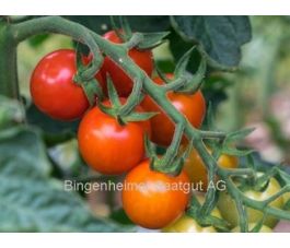 Tomaat - Primabella - BIODYNAMISCH