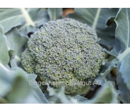Broccoli - Rasmus - BIO
