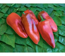 Paprika - Fritz - BIODYNAMISCH