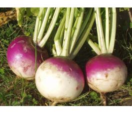 Raap - Blanc Globe à Collet Violet - BIODYNAMISCH