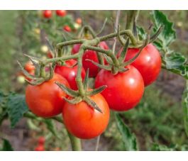 Tomaat - Resibella - BIODYNAMISCH