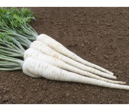 Wortelpeterselie - Osborne - BIO