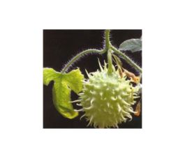 Komkommer - Des Antilles - BIO