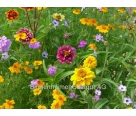 Bloeiend balkon (mengsel) - BIODYNAMISCH