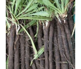 Schorseneer - Nestor - BIO