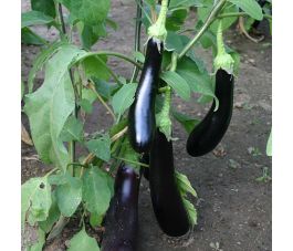 Aubergine - Violetta Lunga 3 - BIO