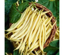 Stamslaboon (struikboon) - Dior- BIO