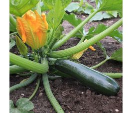 Courgette - Black Beauty - BIO