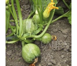 Courgette - Ronde van Nice - BIODYNAMISCH