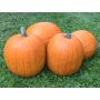 Pompoen - Jack o' Lantern - BIODYNAMISCH - 50% korting - verminderde kiemkracht