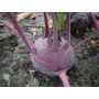 Koolrabi - Delikatess blauwe - BIO