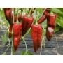 Paprika - Pantos - BIODYNAMISCH