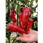 Paprika - Türkischer Gewürzpaprika - BIODYNAMISCH