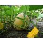 Pompoen - Gele Centenaar - BIO