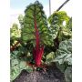 Snijbiet - Rhubarb Chard - BIO