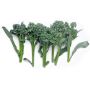 Broccolini – Aspergebroccoli – Piracicaba - BIO