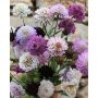 Scabiosa atropurpurea – Donkerpurper duifkruid - BIODYNAMISCH