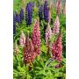 Lupinus polyphyllus - Vaste lupine - BIODYNAMISCH
