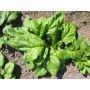 Spinazie - Vroeg Reuzenblad - BIO