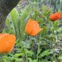Bloemdetail 1: Papaver cambricum oranje bloem biologische teelt