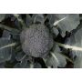 Broccoli - Floris - BIO