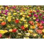 Portulaca grandiflora – Grootbloemige portulakroos - BIODYNAMISCH