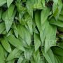 Daslook – Allium ursinum - BIO
